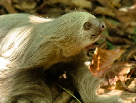 Sloth Sanctuary