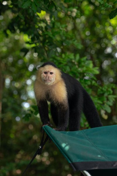 A monkey beside the boat on a Gatun Lake outing